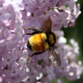 bumblebee_on_the_lilac_flowers_723.jpg