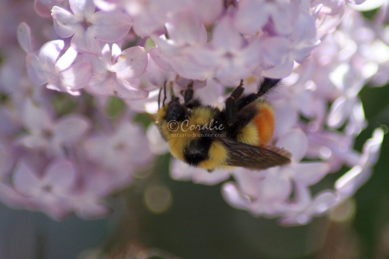bumblebee_on_the_lilac_flowers_800.jpg