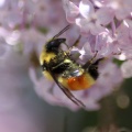 bumblebee on the lilac flowers 818