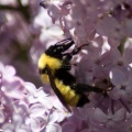 bumblebee on the lilac flowers 865
