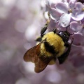 bumblebee_on_the_lilac_flowers_890.jpg