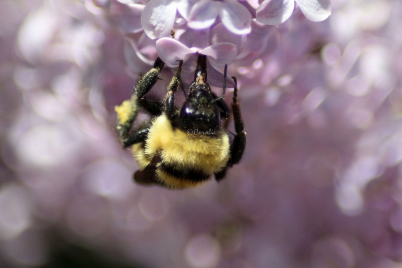 bumblebee_on_the_lilac_flowers_896.jpg