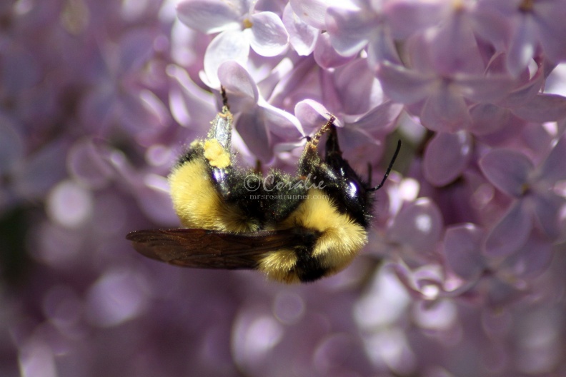 bumblebee_on_the_lilac_flowers_918.jpg