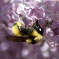 bumblebee on the lilac flowers 918