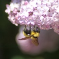 bumblebee on the lilac flowers 1000