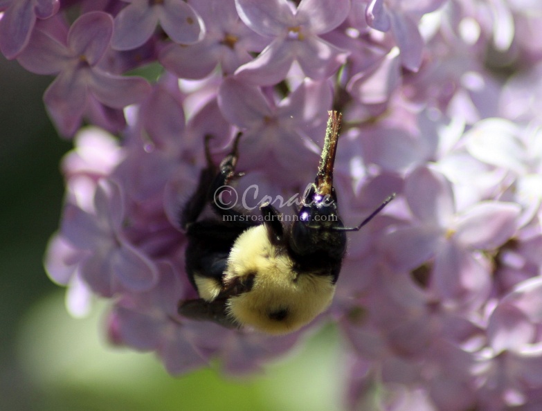 bumblebee_on_the_lilac_flowers_1095.jpg