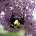 bumblebee on the lilac flowers 1095
