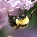 bumblebee_on_the_lilac_flowers_1147.jpg