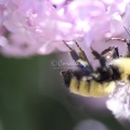 bumblebee on the lilac flowers 1205