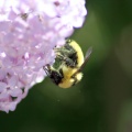 bumblebee_on_the_lilac_flowers_1383.jpg