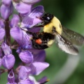 BumbleBee Working on the Lupine Flowers 076