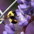 BumbleBee Working on the Lupine Flowers 085