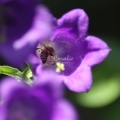 Canterbury Bell Flowers and Honey Bee 104