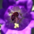 Canterbury_Bell_Flowers_and_Honey_Bee_115.jpg