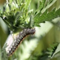 Caterpillar_020.jpg