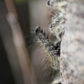 Caterpillars 053