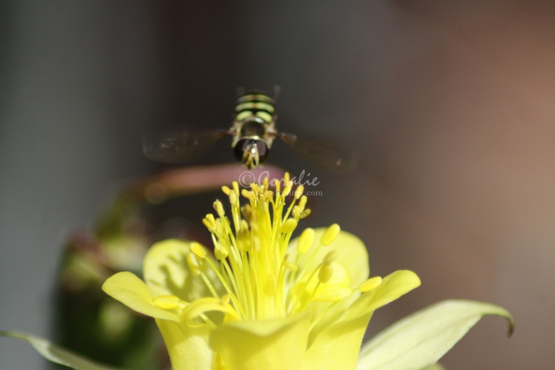 Columbine_Flower_and_the_Hoverfly_784.jpg