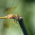 dragonfly_318.jpg