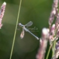 Dragonfly_333.jpg