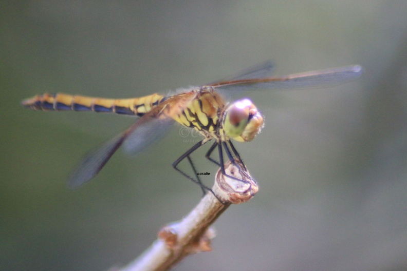 dragonfly275-28.jpg