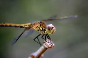 dragonfly277-29