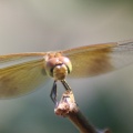 dragonfly320-31