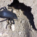 Dung  Beetle 015