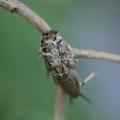 Exosceleton of a Bug 247