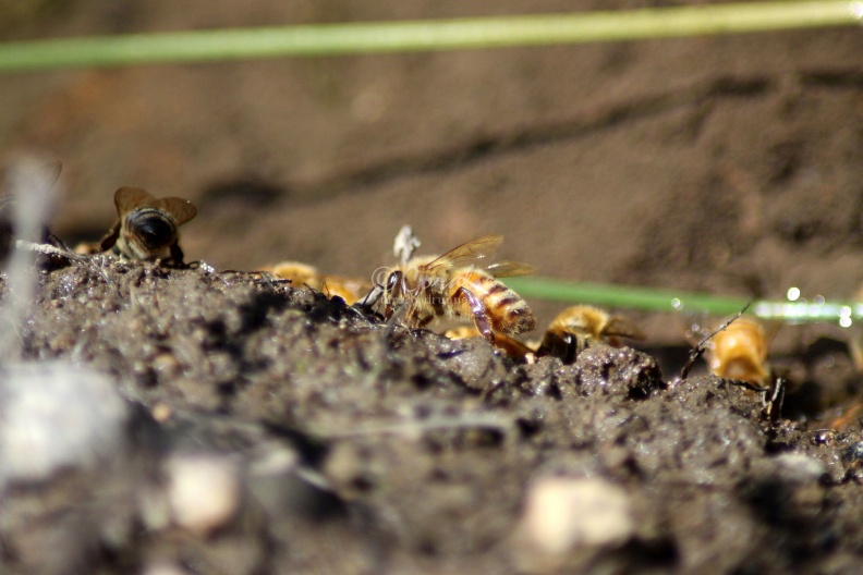 Few_of_the_Honeybees_at_the_Water_1206.jpg