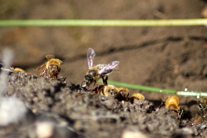 Few_of_the_Honeybees_at_the_Water_1215.jpg