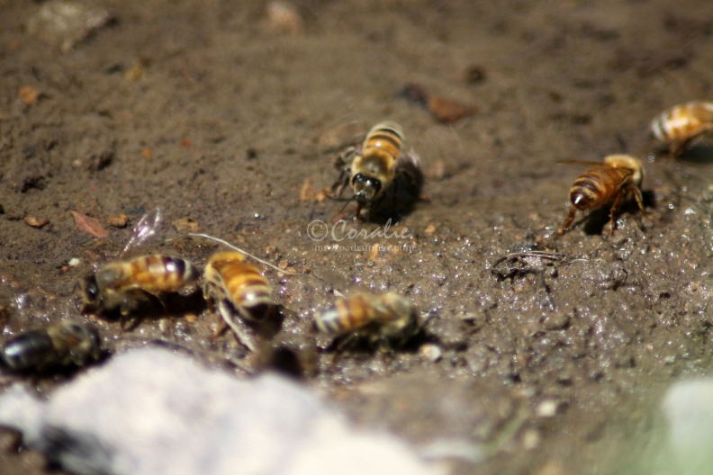 Few_of_the_Honeybees_at_the_Water_1220.jpg
