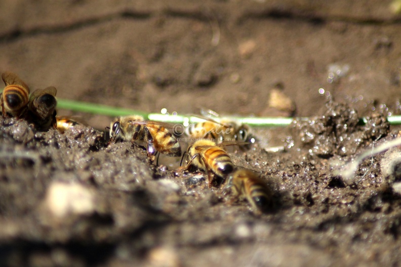 Few_of_the_Honeybees_at_the_Water_1228.jpg