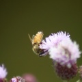 Honey Bee Hard at Work 1026