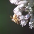 Honey Bee in the Garden 172