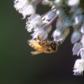 Honey Bee in the Garden 175
