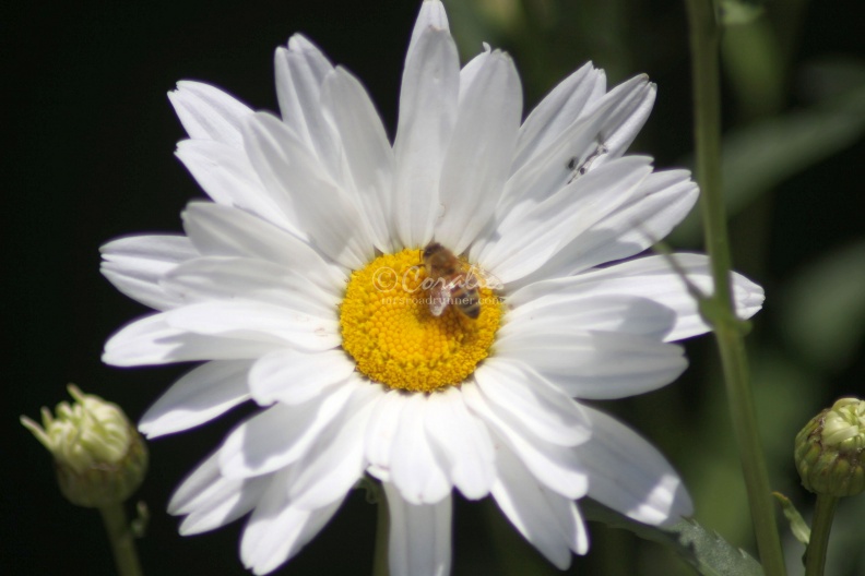 Honey_Bee_on_a_Daisy_Flower_094.jpg