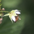 Honeybee at Work 132