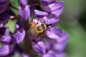 Honeybee on a Lupine Flower 193