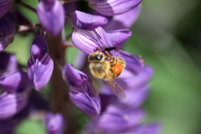 Honeybee_On_Lupine_Flower_185.jpg