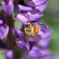Honeybee On Lupine Flower 185