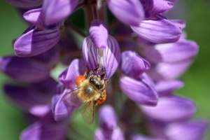 Honeybee on the Lupine Flower 214