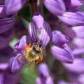 Honeybee on the Lupine Flower 214