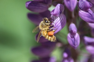 Honeybee on the Lupine Flower 217