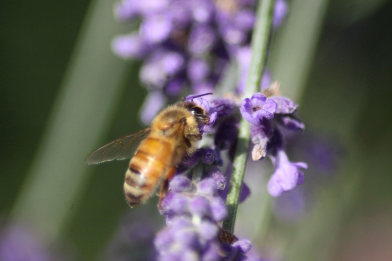 honeybee_wroking_on_the_lavender_flower_098.jpg