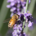 honeybee_wroking_on_the_lavender_flower_098.jpg