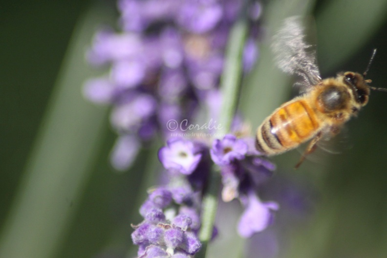 honeybee_wroking_on_the_lavender_flower_102.jpg