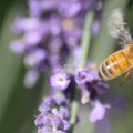 honeybee wroking on the lavender flower 102