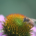 honeybeeandconeflowerbloom010-45.jpg