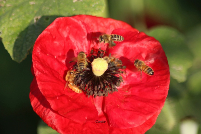 HoneyBeeonaredpoppyflower011-48.jpg