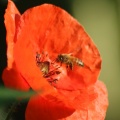 honeybeeonthepoppyflower096-50